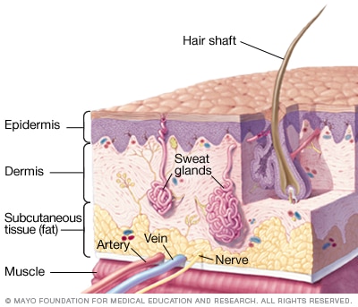 Layers of the skin